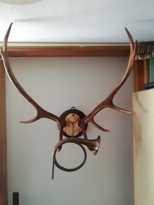 Poroże jelenia plus