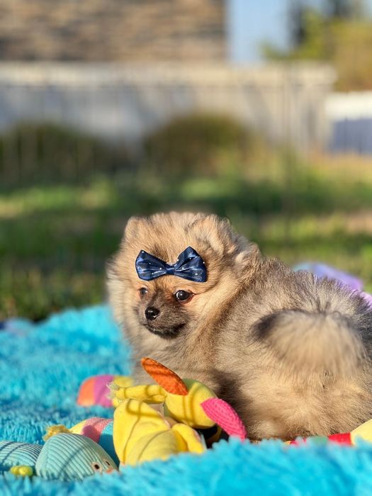 Lulu da Pomerânia menino Micro Miniatura com Lop e Afixo