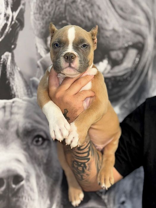 American bully Macho