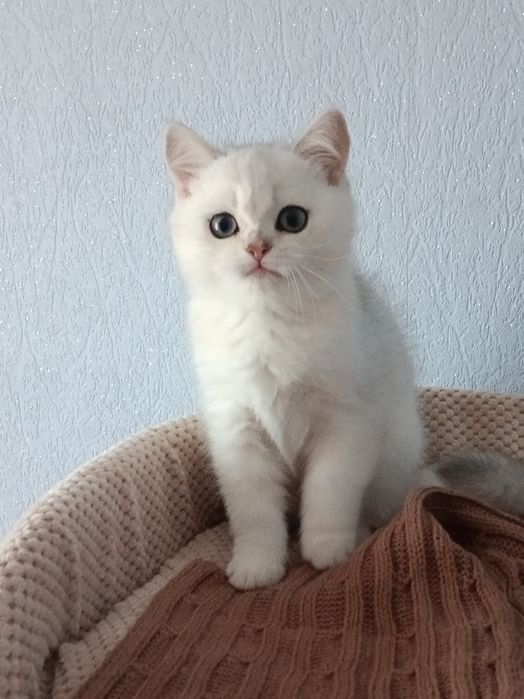 Кому таке пухнасте щастячко