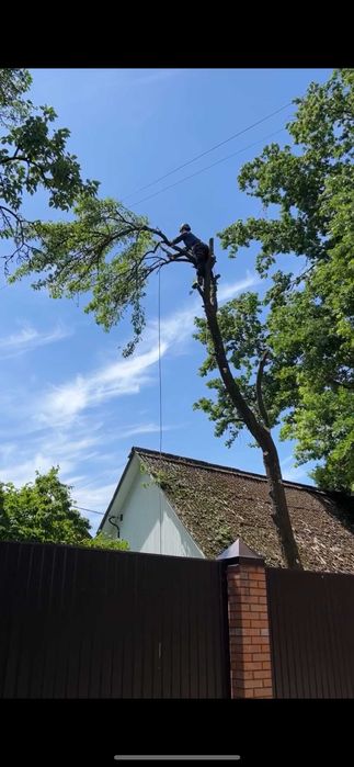 Зрізати дерево, кронування, санітарна обрізка дерева