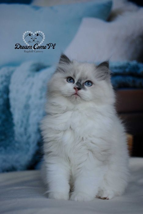 Kocurek kocur blue bicolor FPL Ragdoll