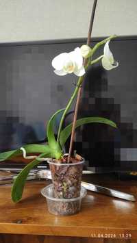 Молода біла орхідея початок цвітіння