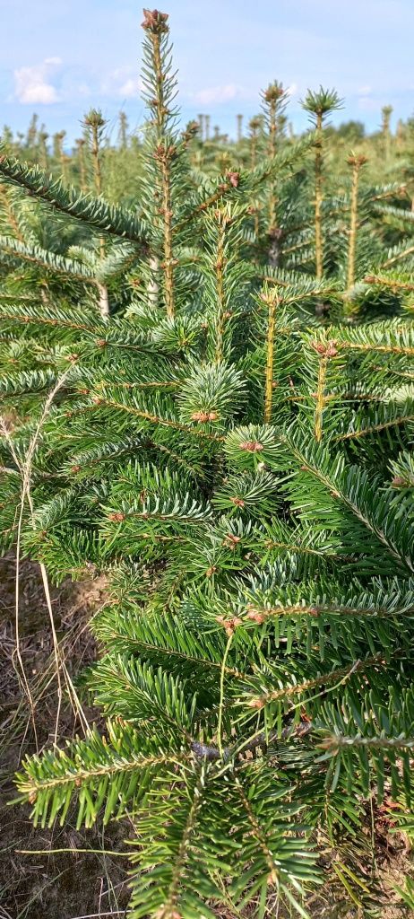 Jodła kaukaska 4 letnia 30 cm sadzonki abies choinki