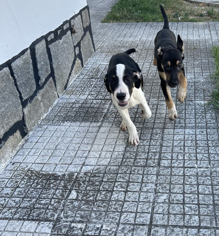 Adoção Responsável (Cães Bebés)