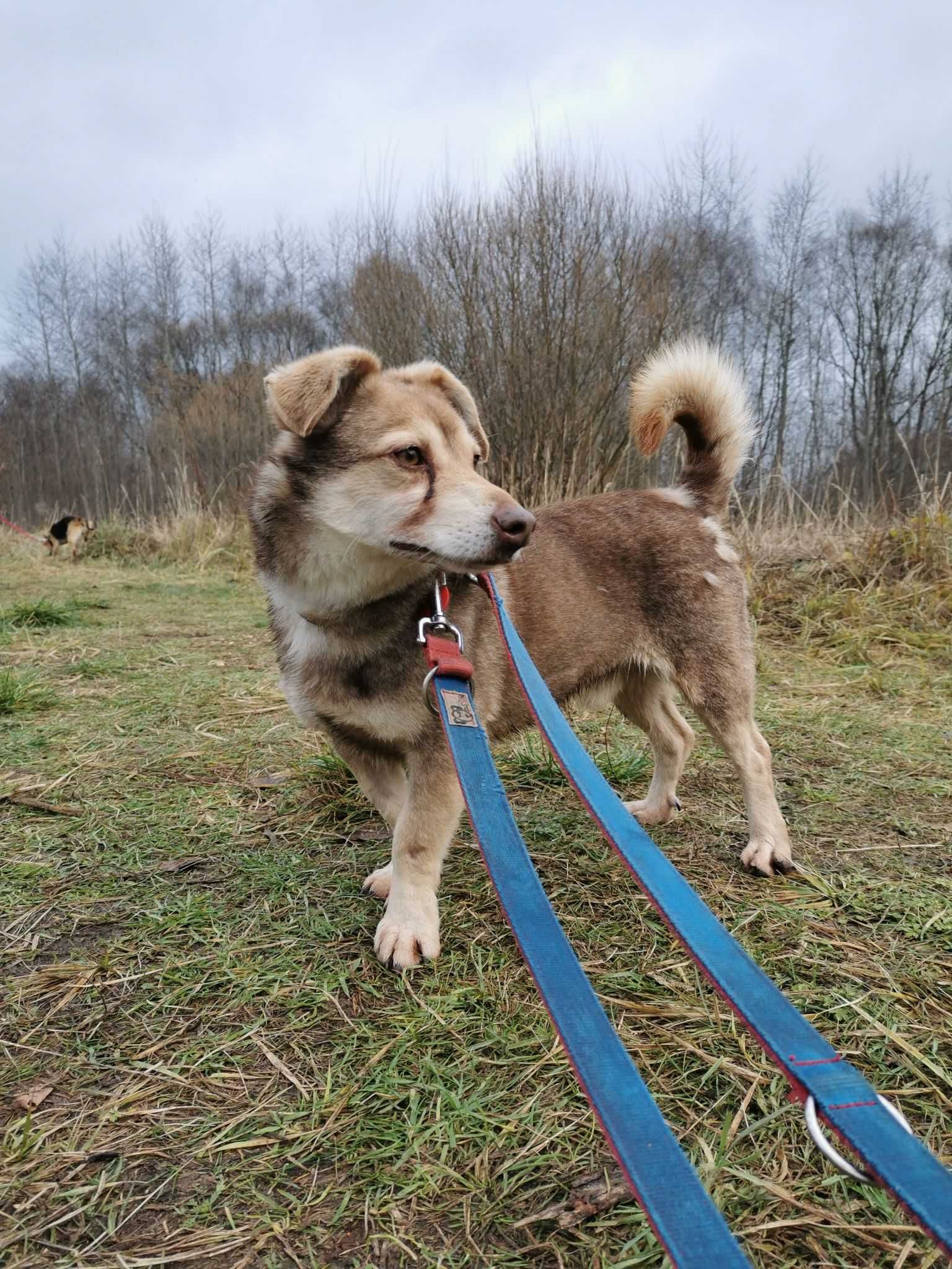 Karo czeka na dom...