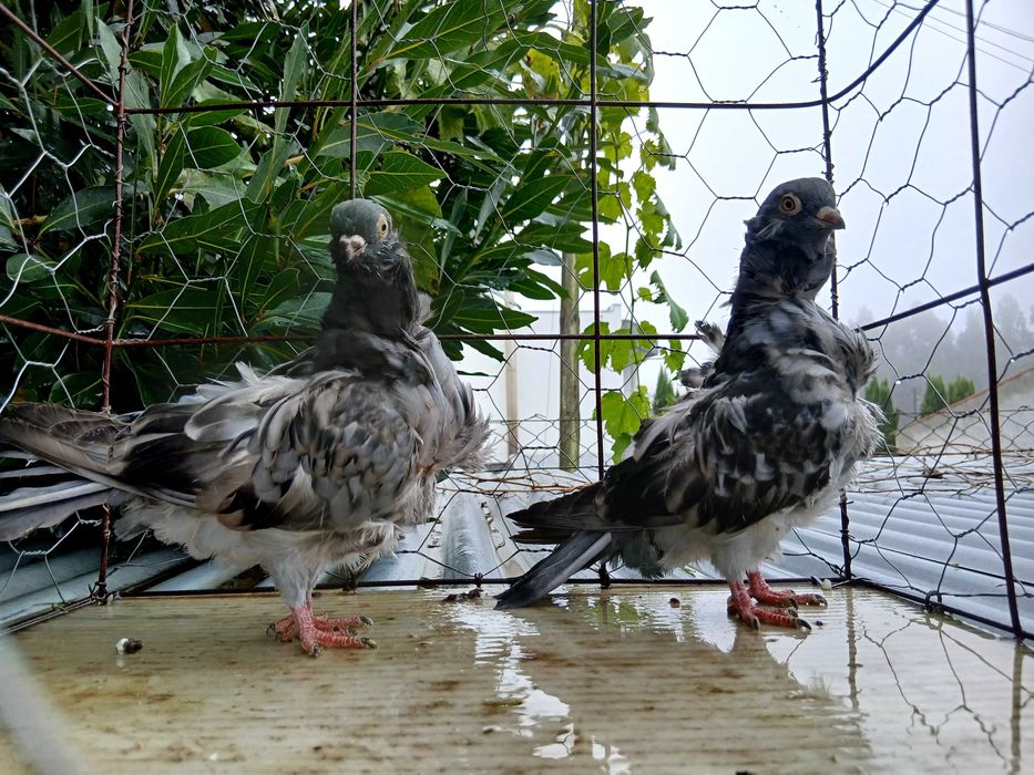 Pombos chorreras para venda
