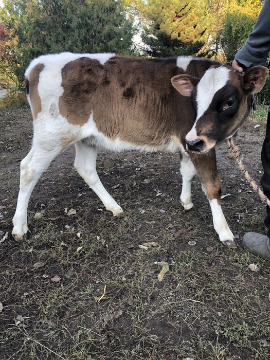 Продам теличку Джерсейской  породы