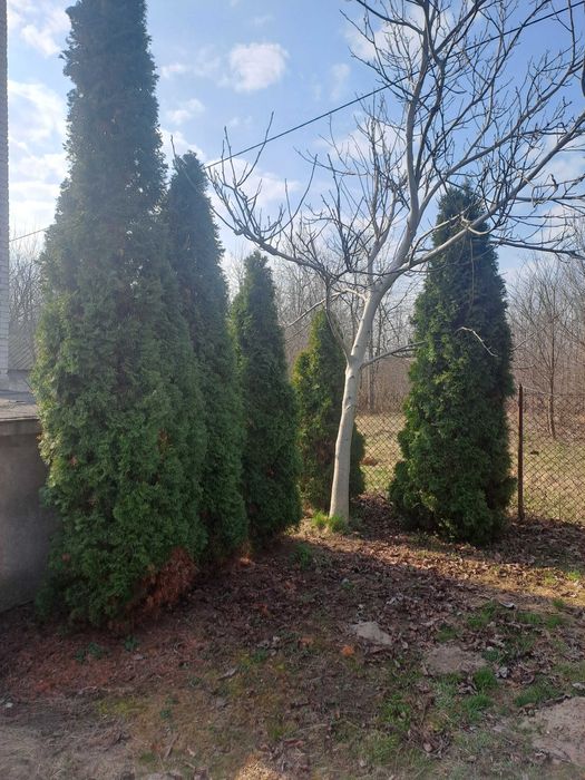 Sprzedam tuje sznaragd 300-600cm koło legionowa