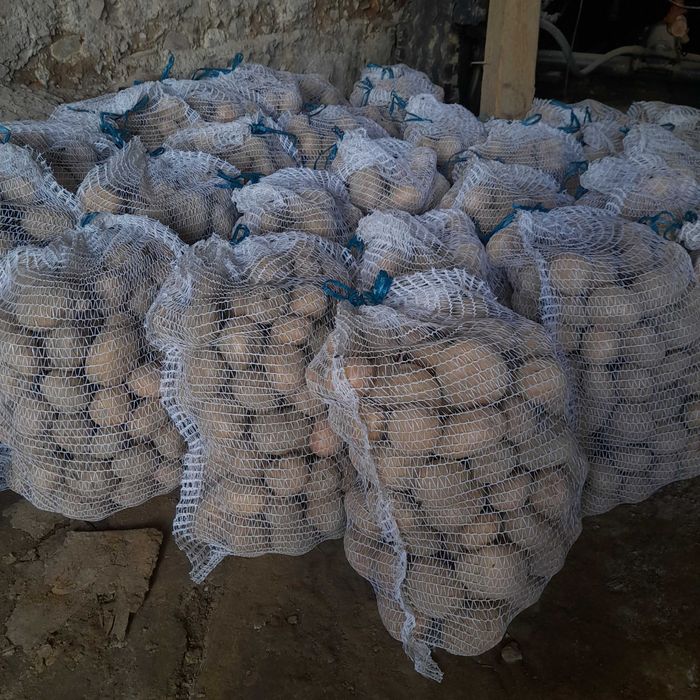 Ziemniaki jadalne Qeen Anna, Soraya, Irga, Bellaroza, Denar