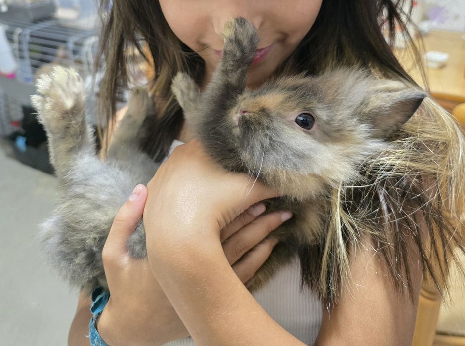 Coelho anão 4 meses