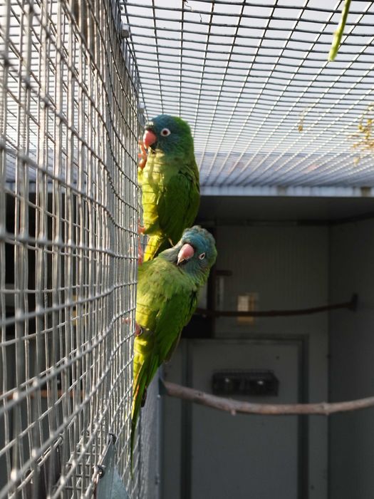 Conure cabeça azul macho