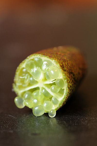 Árvores de Limão Caviar. Novo preço! Alta Rentabilidade!