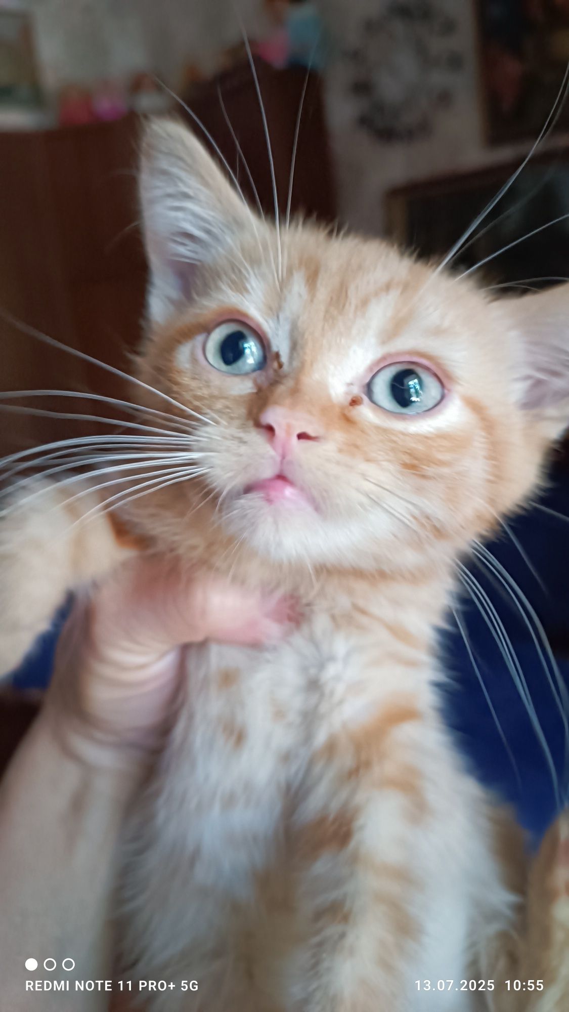 Красивые шотландские котята