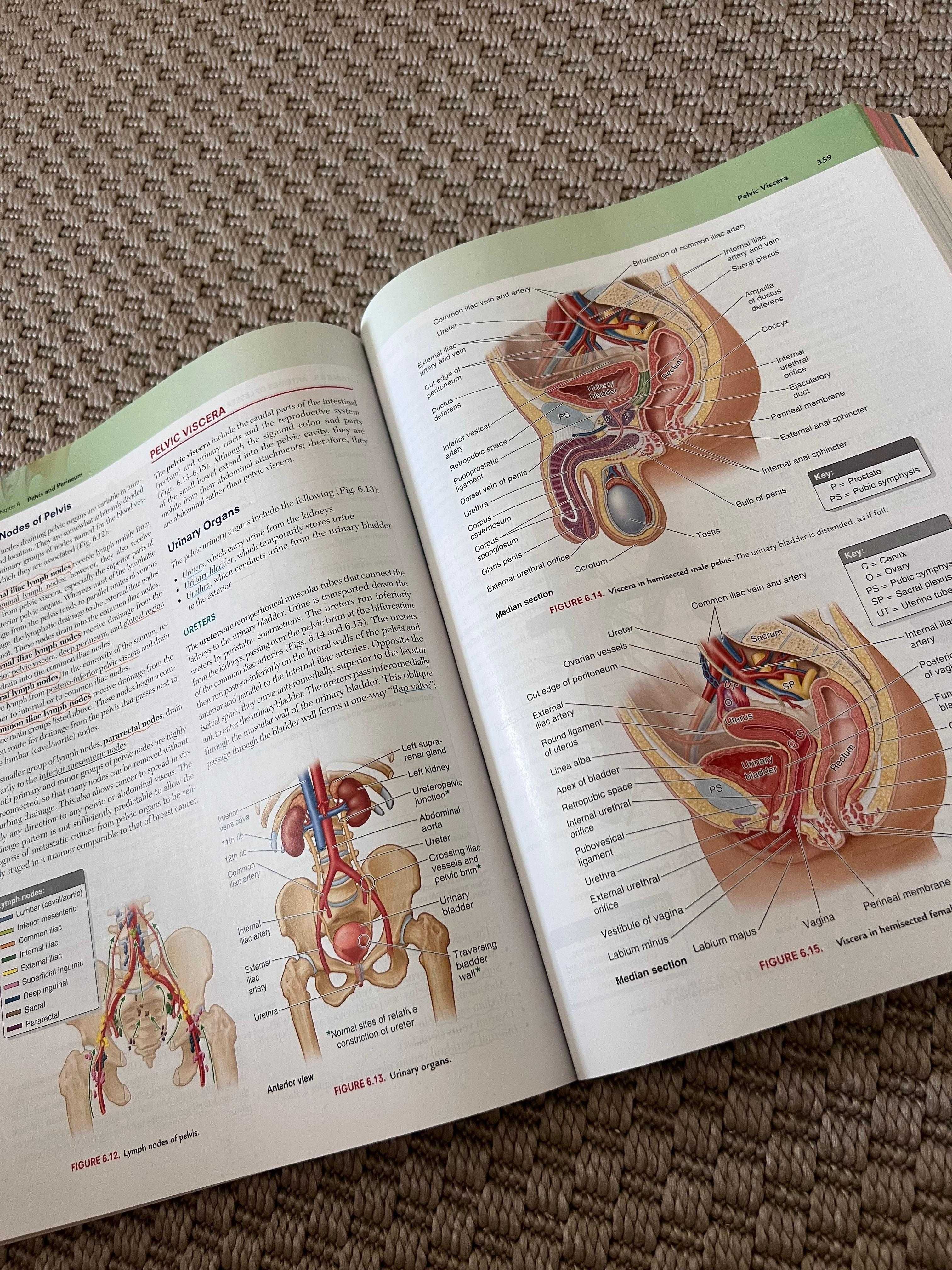 Livro Moore's Essential Clinical Anatomy Sixth Edition