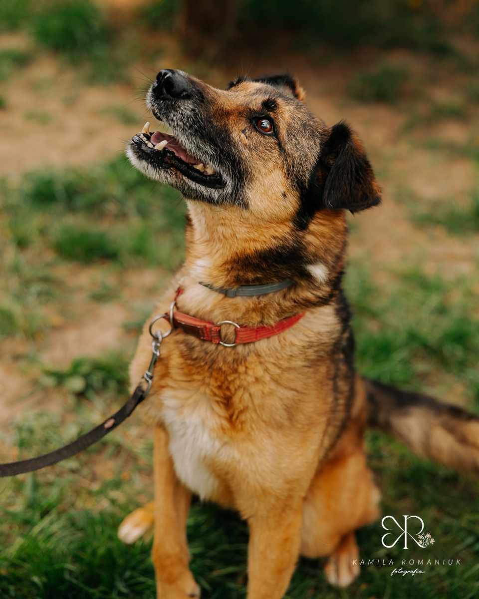 Loganek bardzo źle znosi schronisko, do pilnej adopcji!