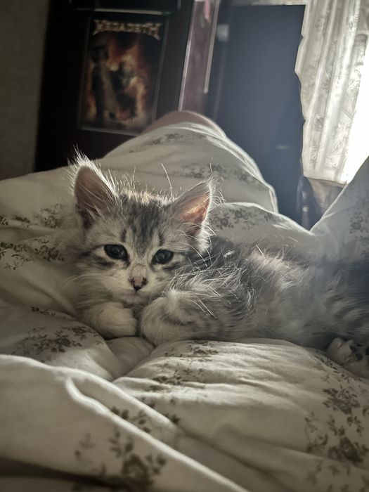 Отдаю кошечку, подкинули. Примерно 2.5 месяцев