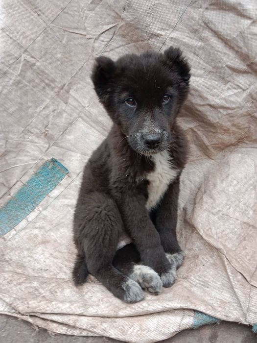 Продаем Щенков алабая