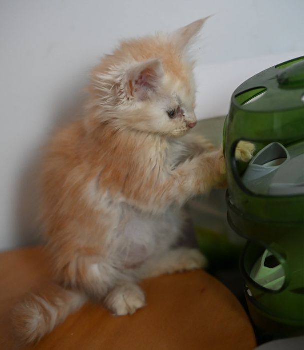 Maine Coon kotka ruda dymna FPL