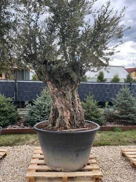 Drzewo oliwne Oliwka Europejska Olea Europaea