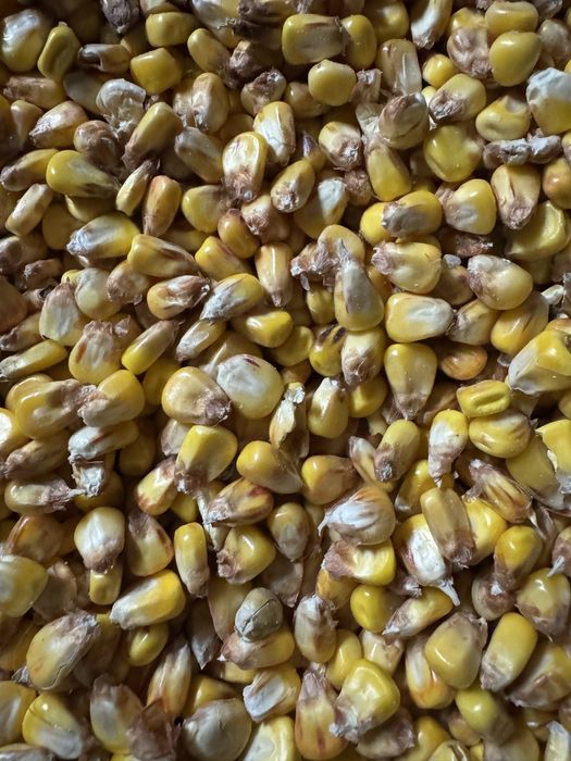 Kukurydza tegoroczna