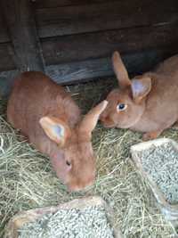 Krole króliki samice i samce