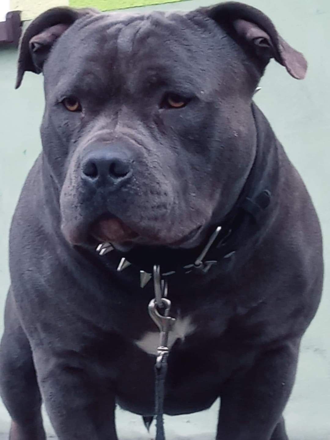 American staffordshire terrier