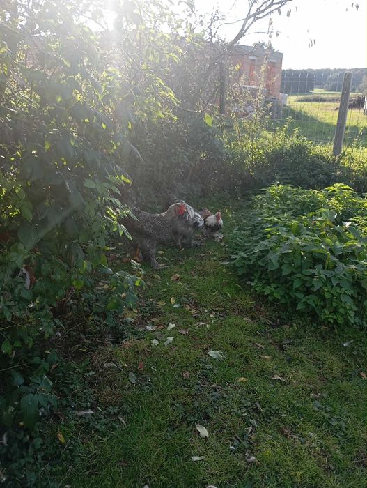 Koguty Brahmy i kochina miniaturowego