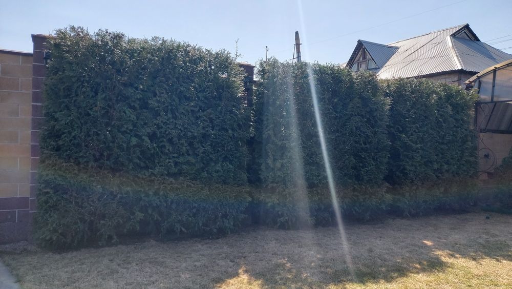 Обрезка сада, формирование деревьев, Обработка от вредителей