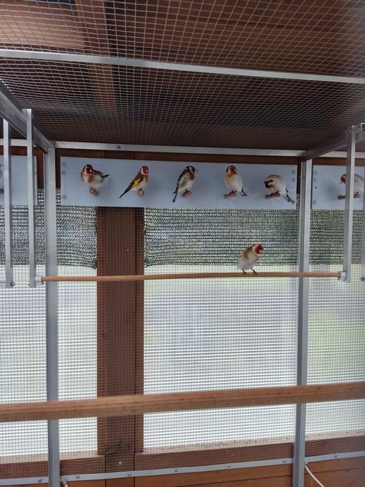 Szczygły Syberyjskie Major