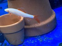 Grubowarg albinos