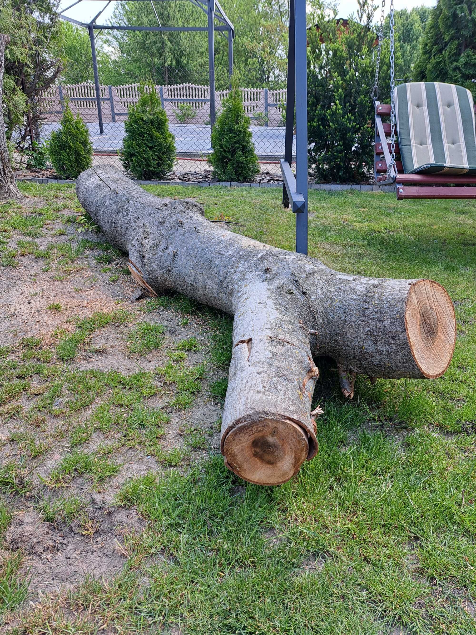 Sprzedam drzewo orzech, średnica 30 cm, najdłuższy odcinek 2.5 m