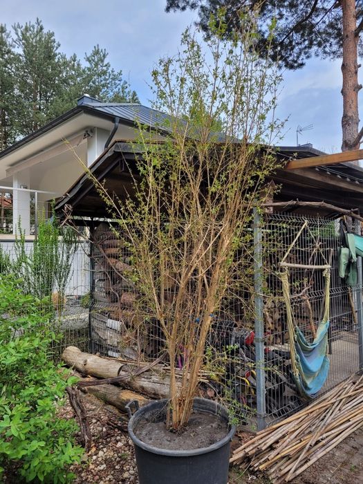 Krzew cytrusowy Grejpfrut krzew wyrośniety 1,5 - 2 m. 4 sztuki