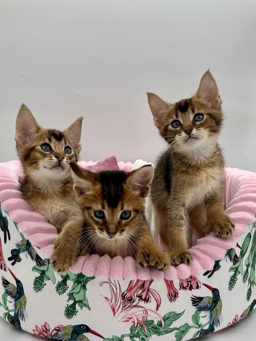 Абиссинцы девочки и мальчики)))