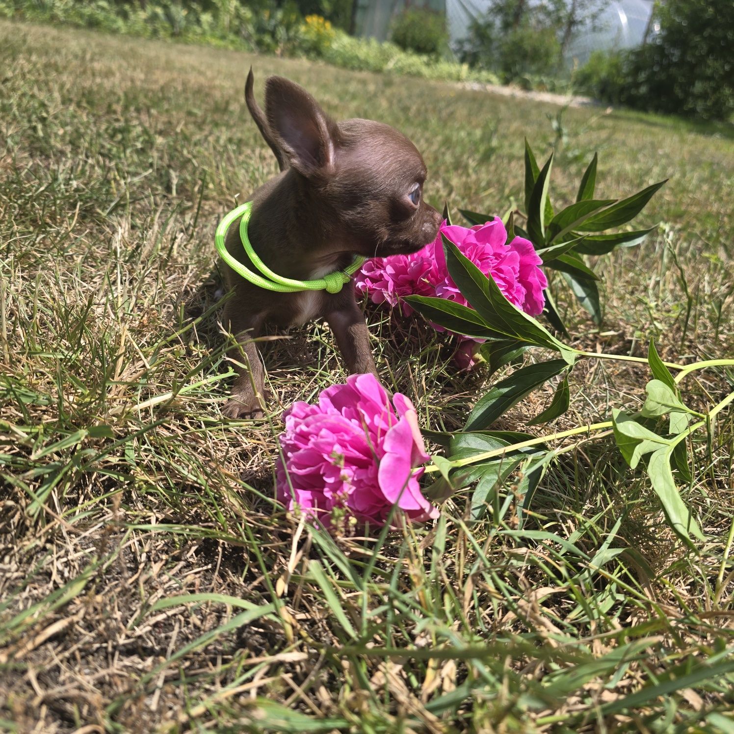 Chihuahua samiec choco czekoladowy
