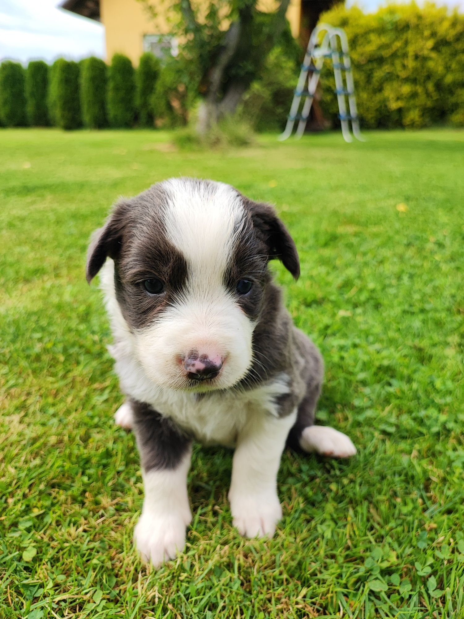 Border Collie Blue & White z niebieskimi oczami – metryka PFH