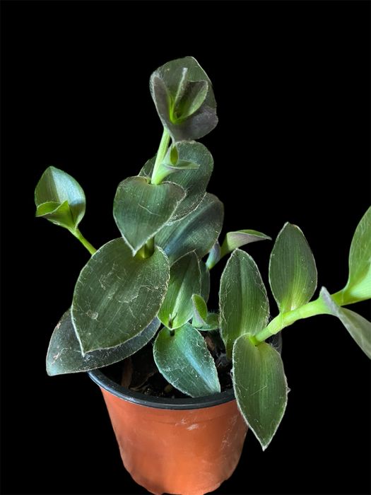 Varias tradescantias