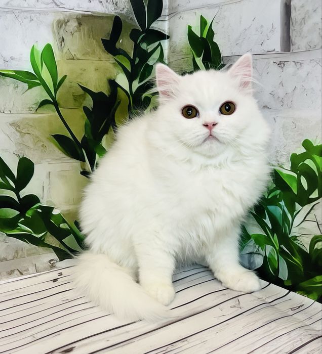 Кішка біла шотландської породи