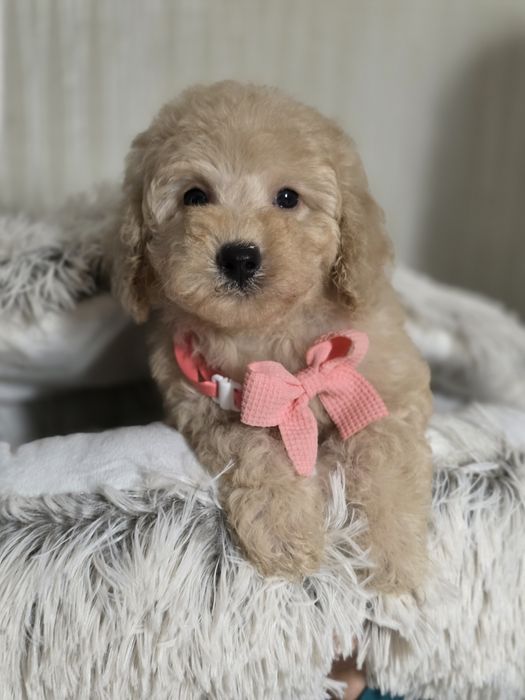 Pudel miniaturowy suczka szczenię metryka chip do rezerwacji miot 2025