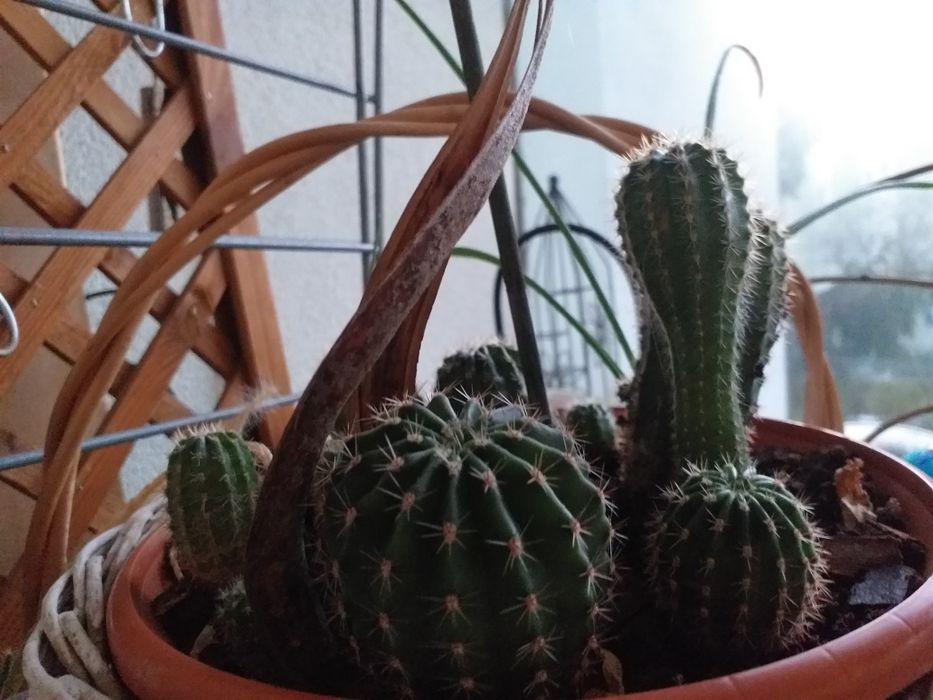 Kaktus sadzonka odmiana