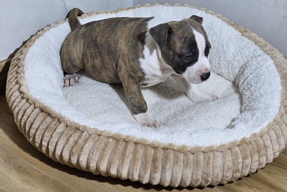 Pregowany piesek amstaff