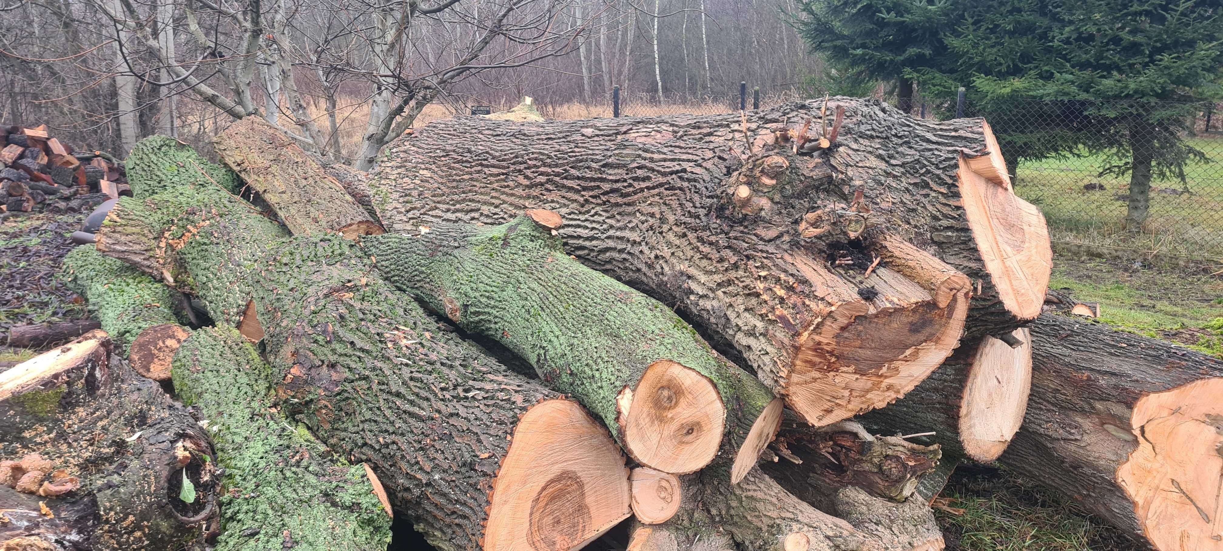 Kłody drzewa dąb,akacja, jesion, wiąz, klon