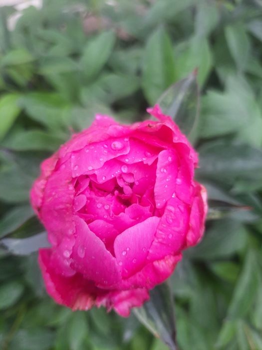 Квіти піони трав'янисті , кущики, саджанці