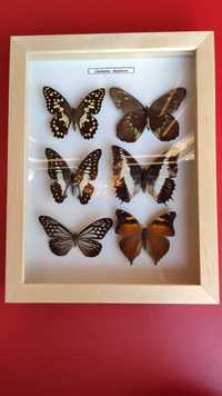 Motyl - motyle w gablotce 26,5 x 20,5 cm.