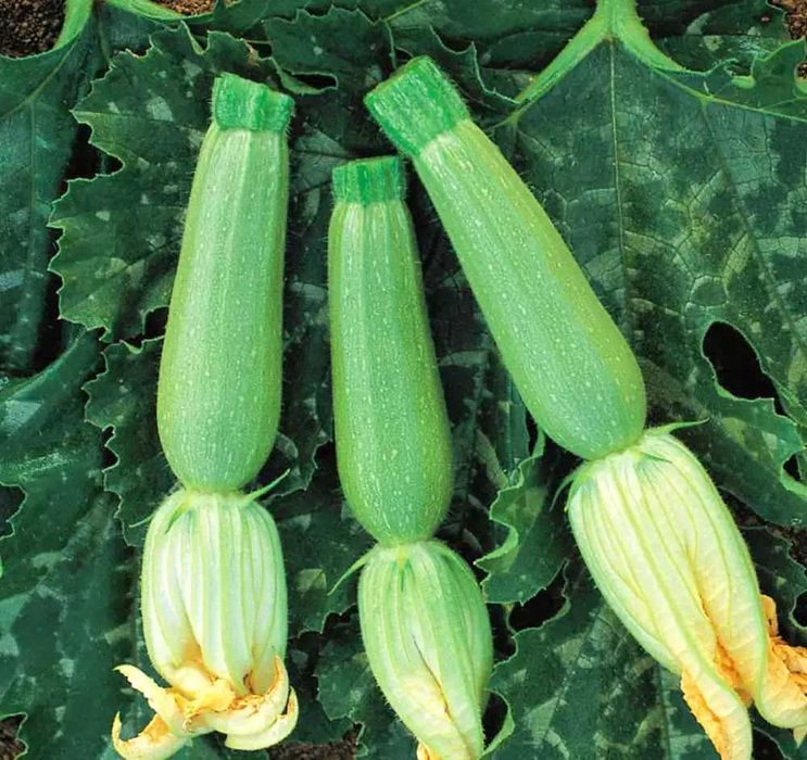 Насіння кабачків Імпорт Збір врожаю до Осені з професійної упаковки