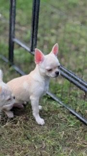 Chihuahua chlopiec szczenie FCI