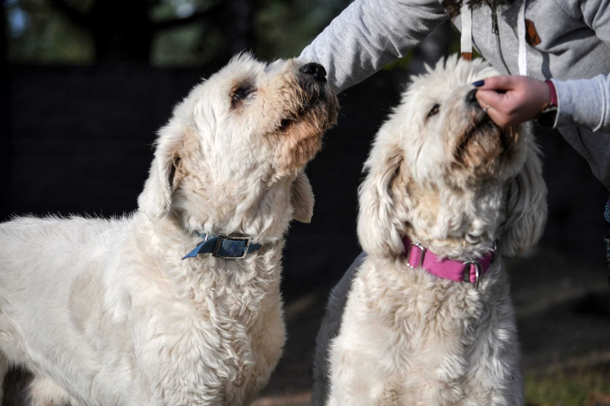 Jurek i Bella ok.5 let psiaki w typie rasy jużak  do adopcji TOZ-Łódź