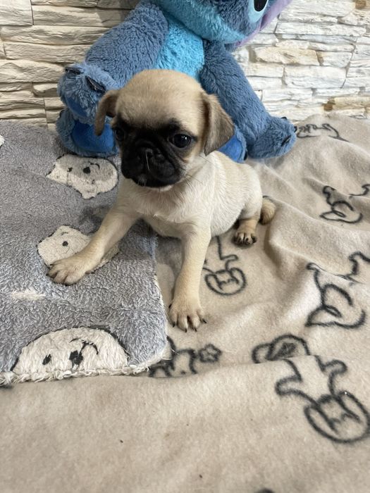 Mops  rasowa śliczna sunia