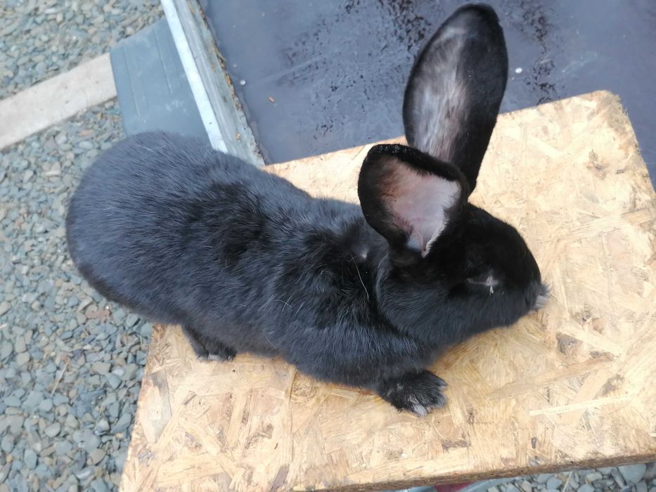 srokacz niemiecki samica hawana czarna niebieska