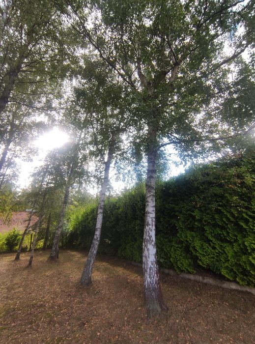 Oddam drewno za ścięcie - Justynów